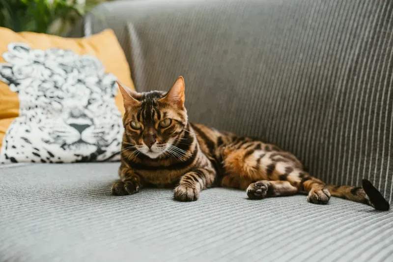 春の換毛期に備える、猫のブラッシング習慣