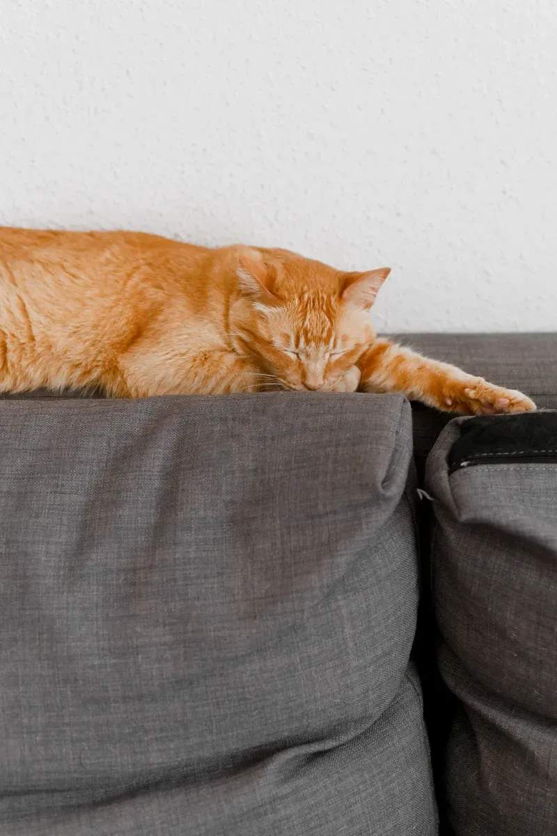 寒い季節に見直したい、猫のおうち環境