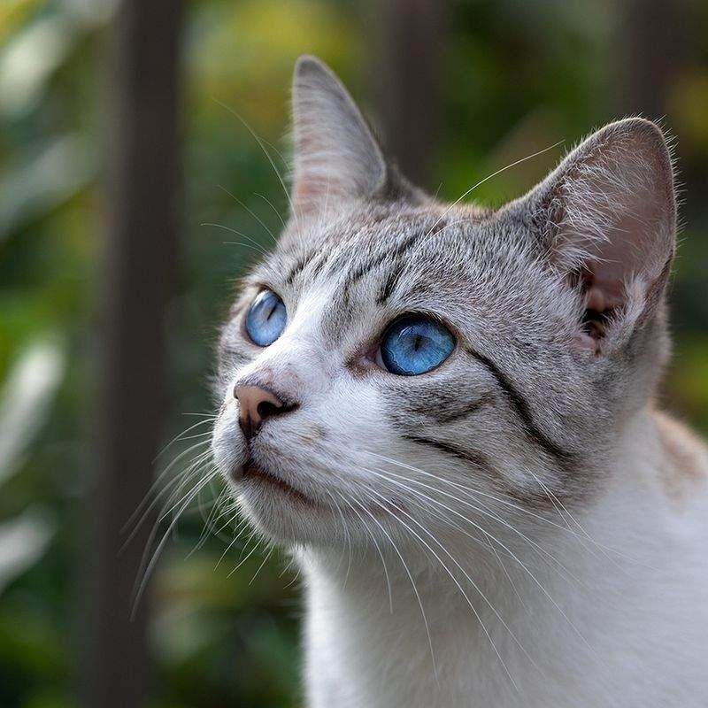 ねこライフサポート東京 15