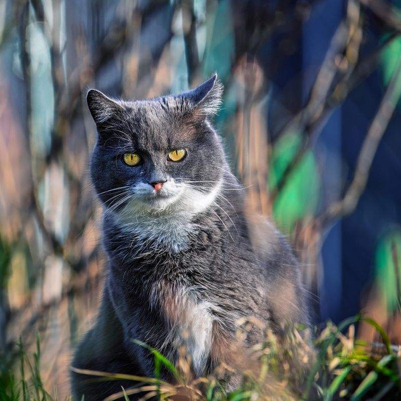 ねこライフサポート東京 4