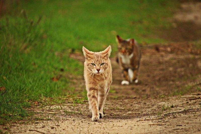 ねこライフサポート東京 5