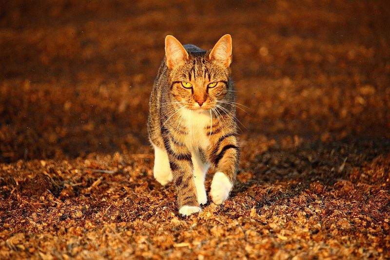 ねこライフサポート東京 6