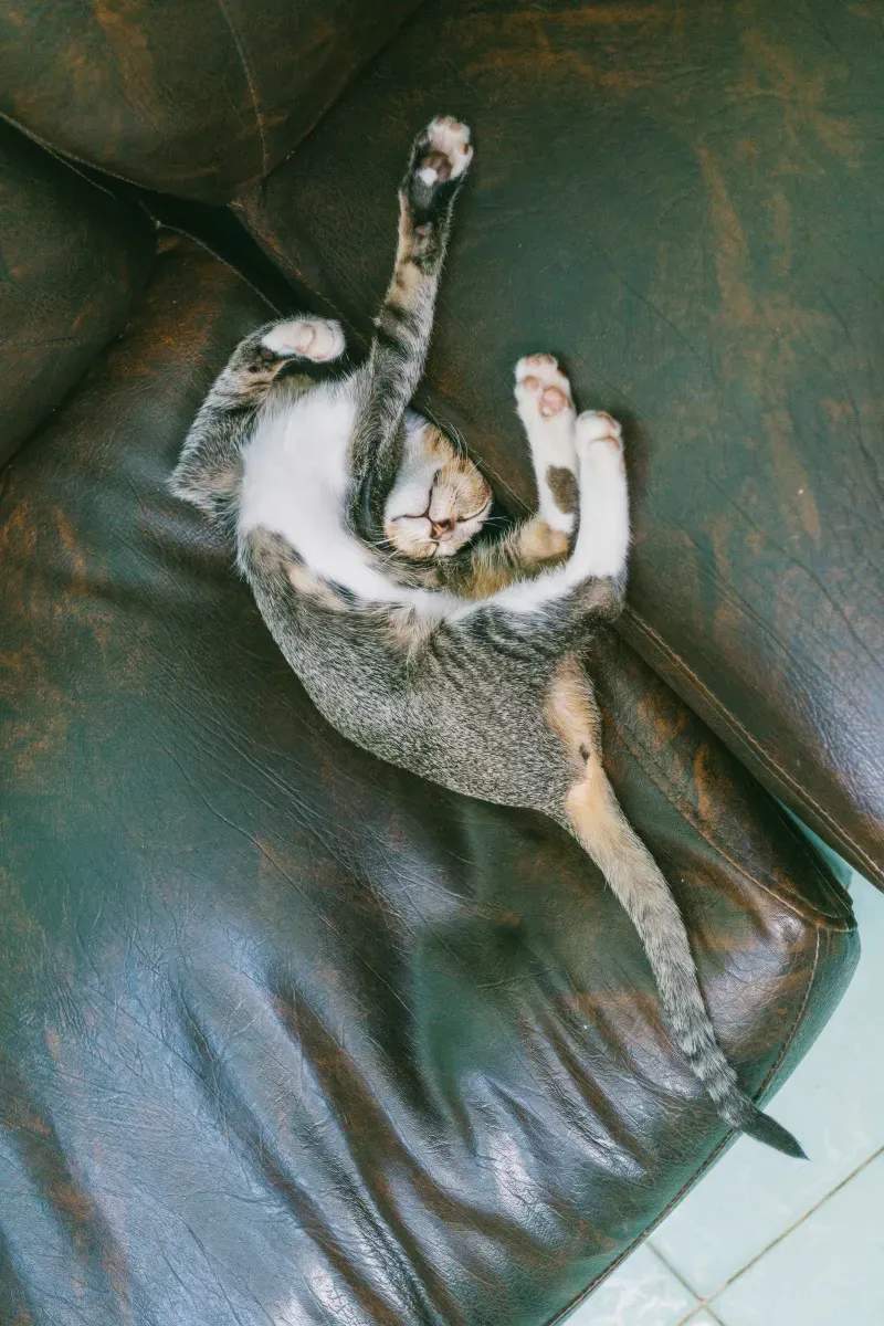 猫の飼育相談