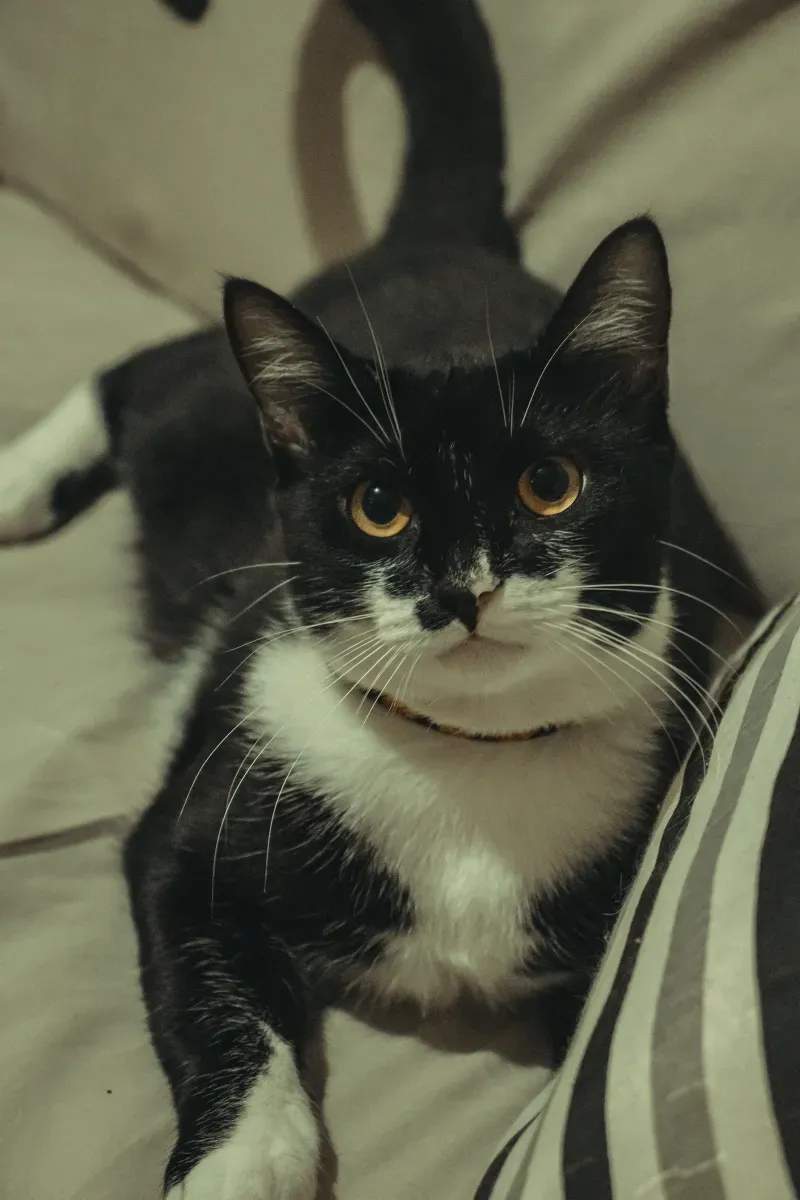 多頭飼育向け環境整備相談